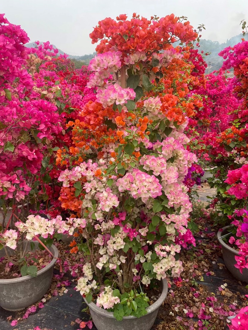 精品红花三角梅，1.5-2.0米，厦门市花，基地专业种植供应