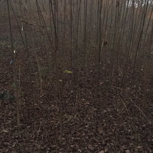 常州薄皮核桃苗 美国簿壳山核桃苗