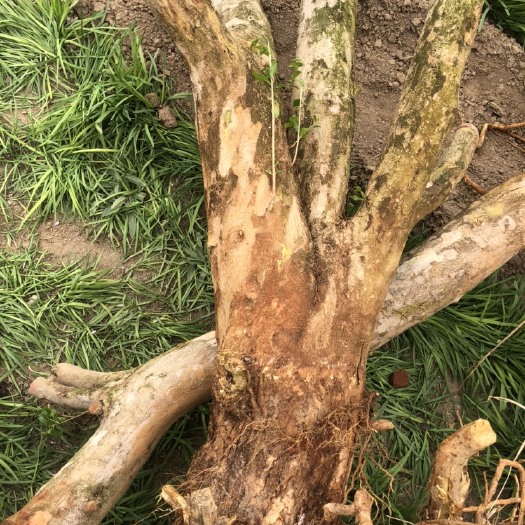 济南蒙阳红石榴苗 石榴老桩