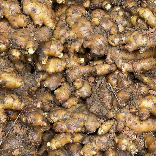 蒙山县二黄姜  广西大肉姜，大概每年有40-50万斤