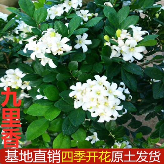 饶平县小叶九里香  九里香苗室内盆栽驱蚊防辐射植物广东茂辉花植园