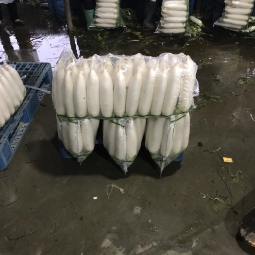 钟祥市精品湖北沙洋白萝卜，三排四排，次品工厂货 大量供应，