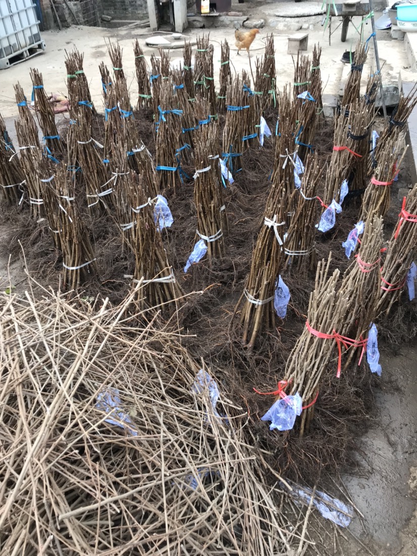 普通榛农，诚善供应自家榛园繁育的“大果榛子苗”质优，纯度达标