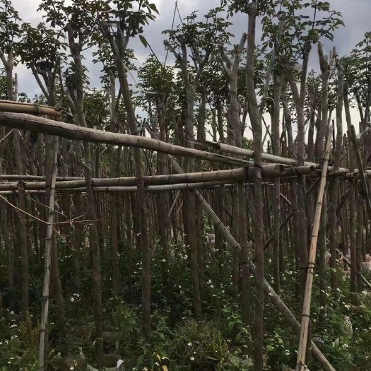 普宁市黄花风铃木  多花风铃木5公分-8公分一千多颗上市啦！