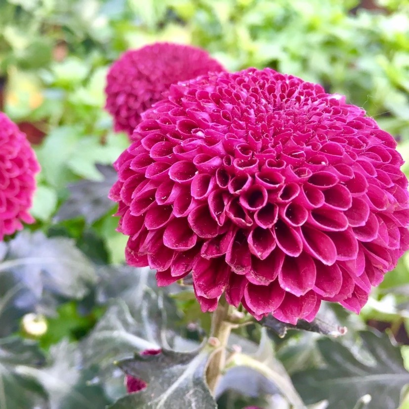  盆栽菊花苗带花苞乒乓菊四季开花 室内花卉植物九月菊秋菊美人菊