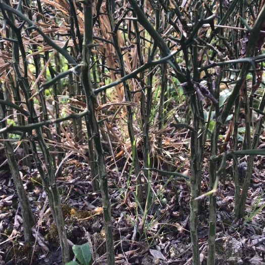 宁都县枳壳苗  枳壳大苗 基地直供南方大籽大叶枳壳大苗