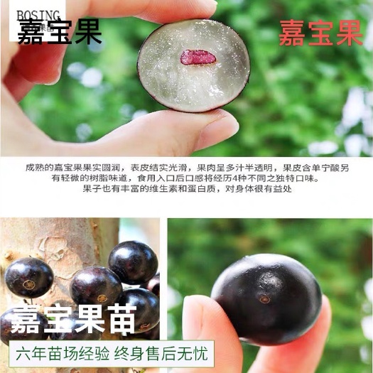 灵山县黑珍珠葡萄苗 嘉宝果树 树葡萄艾斯卡四季加宝果南方嫁接盆栽地栽当年结果