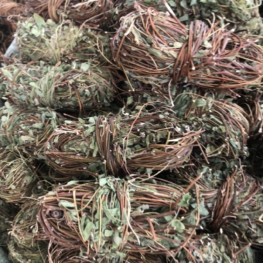 玉林鸡骨草  龙鳞草  大黄草   红母鸡草