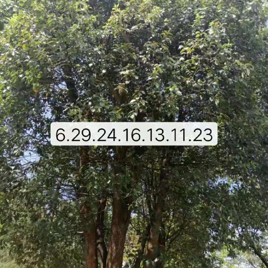 多杆香樟 您看符不符合你们标准，一颗6杆一颗3杆。自己报价