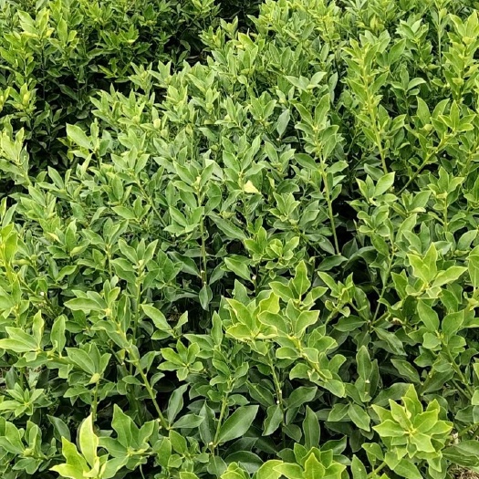 荔浦市脆蜜金柑苗  脆蜜