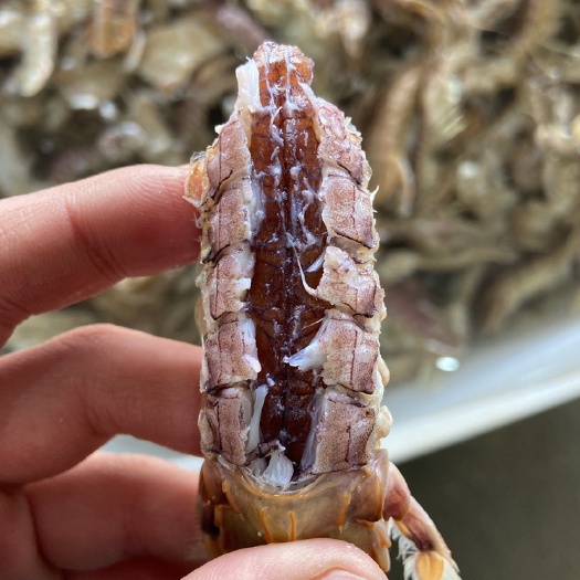 连云港全母带膏皮皮虾，带膏，熟冻