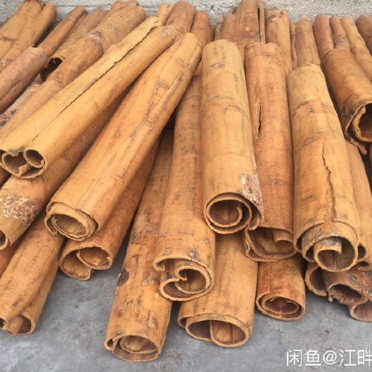 防城港肉桂 玉桂 烟桂8-10公分