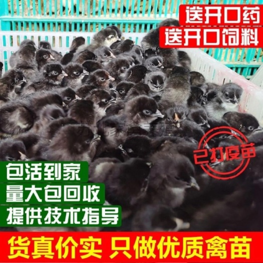 广汉市五黑鸡苗绿壳蛋鸡疫苗齐全，包运输，包邮批发