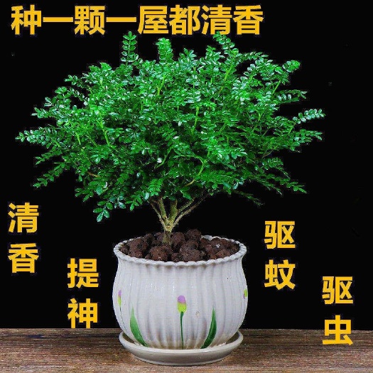  驱蚊驱虫清香木盆栽绿植植物室内四季常青净化空气盆景驱蚊草花卉
