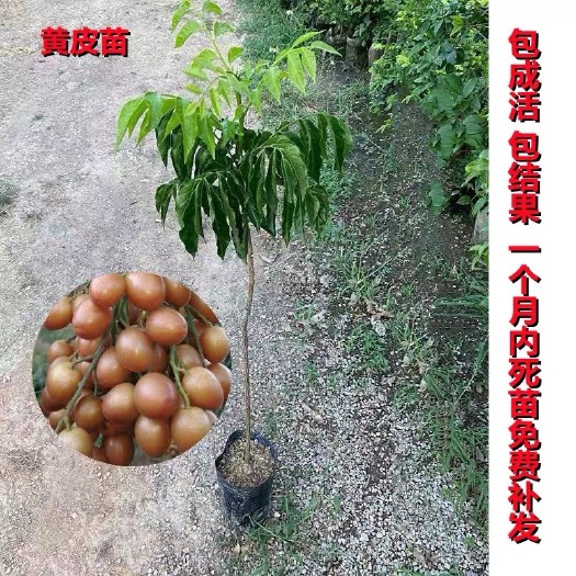 灵山县黑黄皮果苗 嫁接黄皮果树苗 无核  黑黄皮