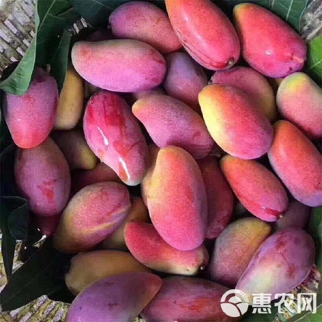 贵妃芒果树上熟海南三亚当季新鲜热带水果红金龙
