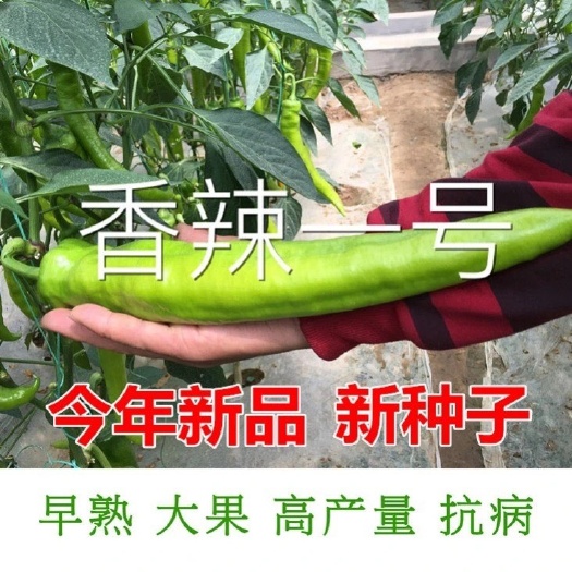 长沙香辣一号辣椒种子巨型尖椒种子高产特大太空树辣椒四季播蔬菜种子
