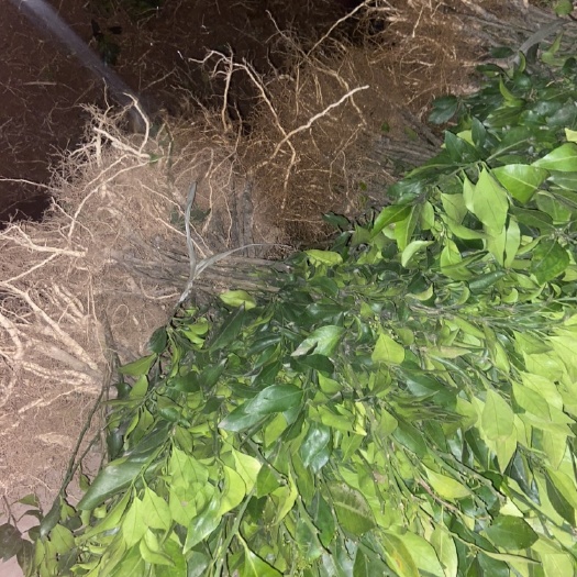 宜都市纽荷尔脐橙苗 纽荷尔脐橙