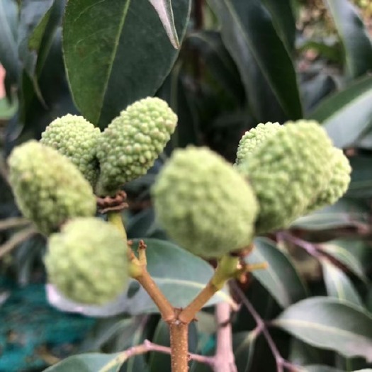 海口无核荔枝，火山王荔枝，金砖凤梨，储良龙眼