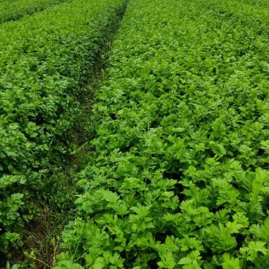 荆州 湖北荆州芹菜产地直供大量供应