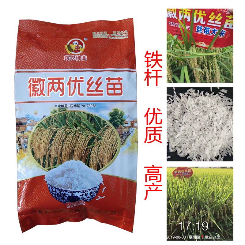 水稻品种徽两优丝苗图片