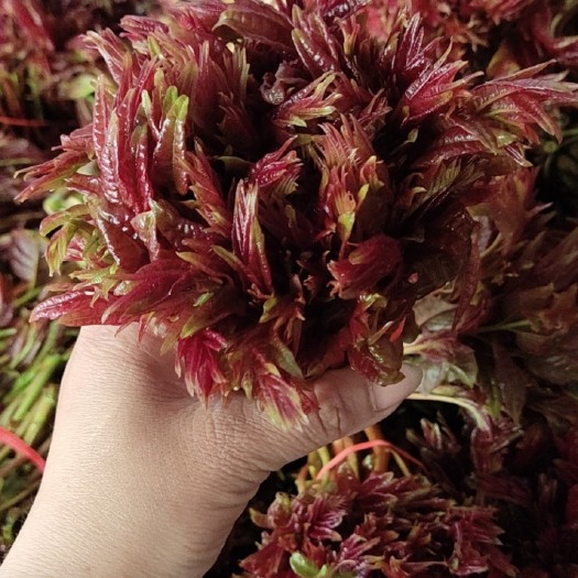 大竹县红油香椿芽……红春椿