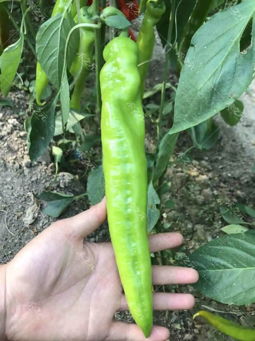 香辣一号辣椒种子巨型尖椒种子高产特大太空树辣椒四季播蔬菜种子