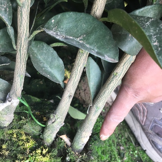 松滋市纽荷尔脐橙苗  两年大苗明年挂果，包邮发货，提供免费技术指导