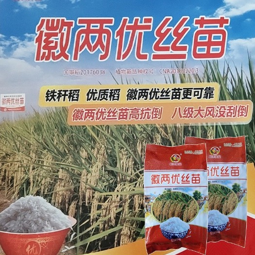 长沙隆两优1146水稻种子  徽两优丝苗 优质水稻种子 丝苗米 高产抗倒超级稻种子