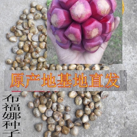  黑老虎种子 正宗布福娜树苗 冷饭团 野果爬藤植物 种 湖南原