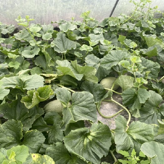 台州晓蜜25号 头茬瓜己大量上市