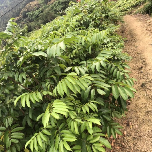 灵山县橄榄苗