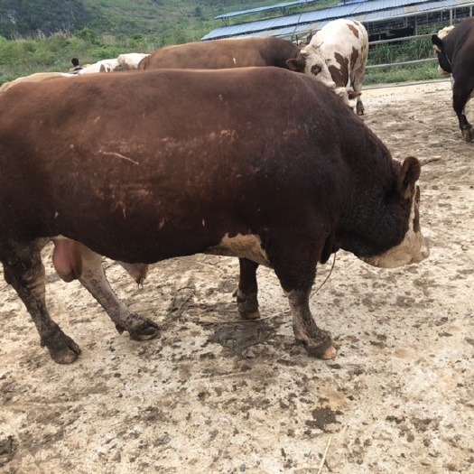 宁明县肉牛  出栏：西门塔尔育肥牛600头、肉质颜色好：无油，出肉率高