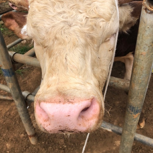 宁明县 西门塔尔肉牛600头。无油，肉质颜色好需要联系