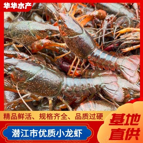 潜江市湖北精品小龙虾直供，支持商超一件代发，全国发货，下单请咨询