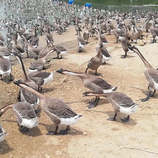 阳春市马岗鹅  马岗黑鹅 肉鹅 灰鹅 仔鹅 黑脚鹅 均重8斤5 70天
