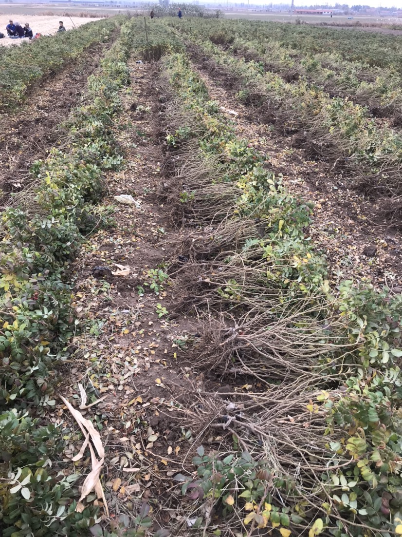 食用玫瑰丰花一号  丰花一号玫瑰苗，紫枝玫瑰苗