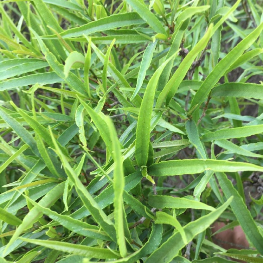钦州牛奶树根 白花牛奶根-（竹叶）黄阳明