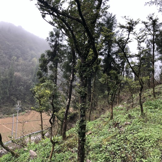 宣恩县大叶黄杨 熟桩，黄杨