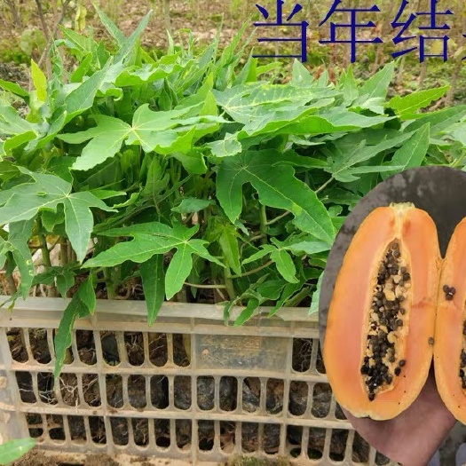 灵山县 木瓜树苗 水果木瓜红肉黄肉木瓜树南方种盆栽地栽带土当年结果