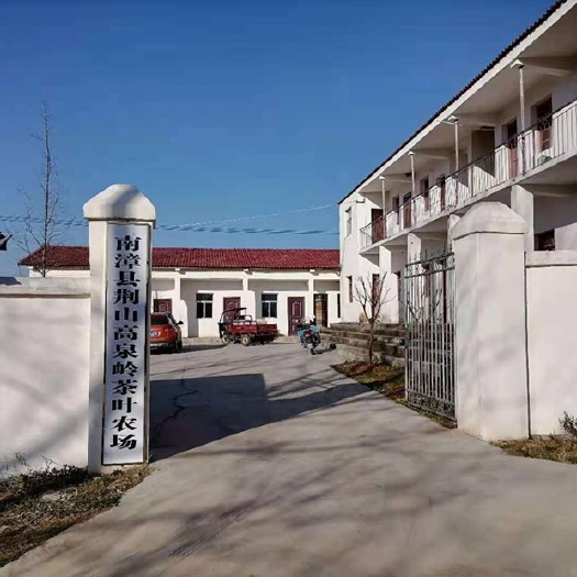 湖北襄阳680亩茶园