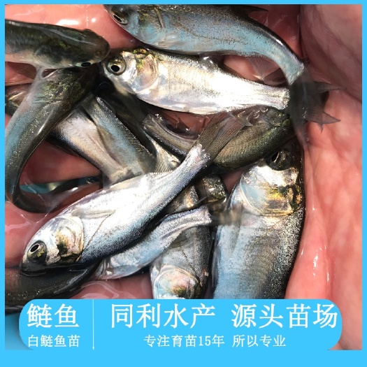 广州白鲢鱼苗，鲢鱼苗，鳊鱼苗