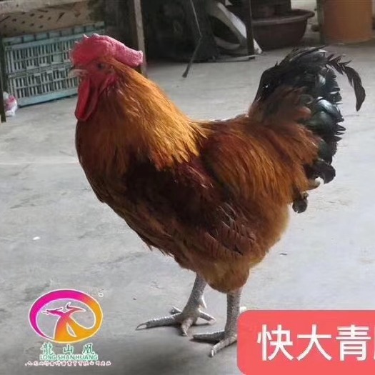 广州麻鸡苗  快大青脚麻/大种铁脚麻/肉鸡苗/广州本地孵化/包运输成活率