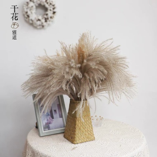 沭阳县芦苇花干花束蒲苇婚庆舞台拍摄道具拂尘花芒草