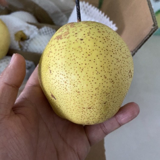 高碑店市 河北赵县雪花梨