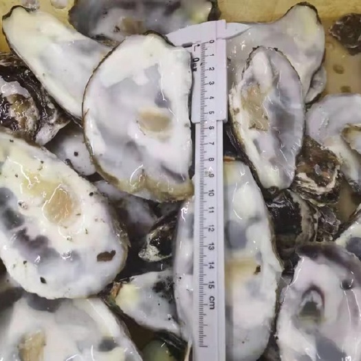 东港市中药材牡蛎  平壳上壳牡蛎壳