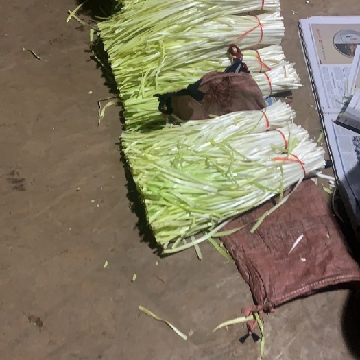 昆明韭黃  現(xiàn)挑現(xiàn)選，親自到地里篩選，分等級(jí)，等級(jí)不同價(jià)格不同