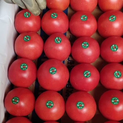 费县硬粉西红柿  西红柿大量上市 果性饱满 颜色鲜艳 货源充足