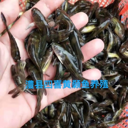 澧县湖南黄颡鱼苗/黄骨鱼苗/基地直销/全国发货/包回收
