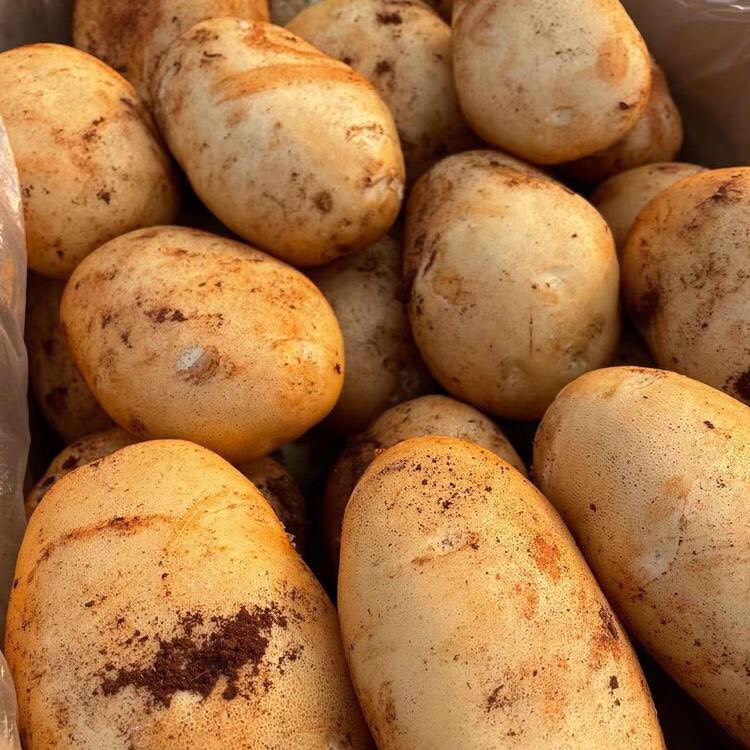 弥勒市 批发大白花土豆。